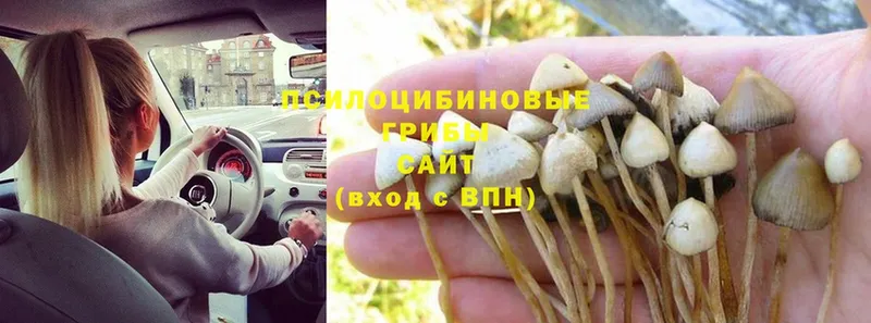 нарко площадка клад  Рыльск  Псилоцибиновые грибы Cubensis 